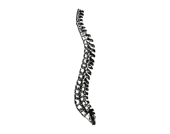 Engraving of the full human spine in lateral profile.