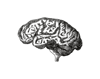 Anatomical engraving of a human brain in profile.
