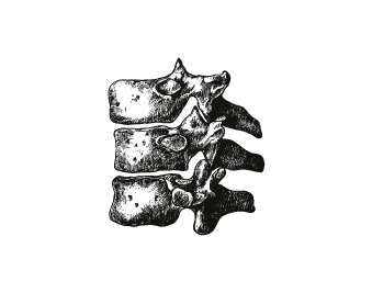 Engraving of three stacked lumbar vertebrae seen from the side.